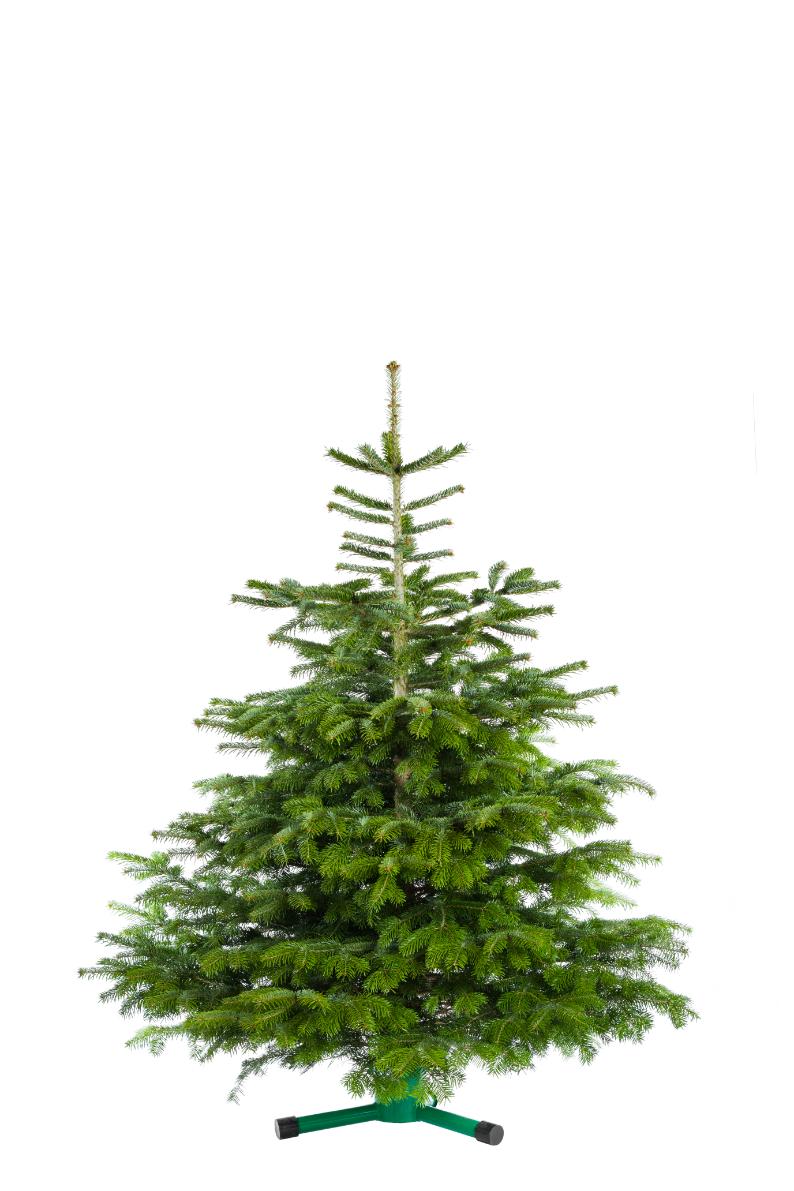 Brad natural, Nordman, 130 - 175 cm