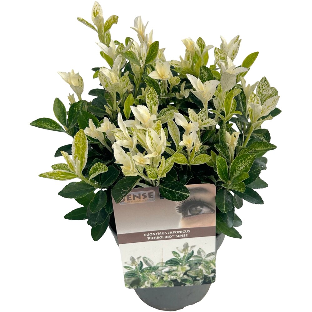 Euonymus Japonicus Pierrolino, D 14 cm, H 35 cm