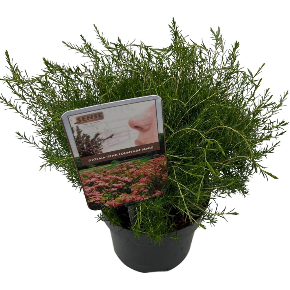 Arbust Diosma Pink Fountain, D 17 cm, H 35 cm