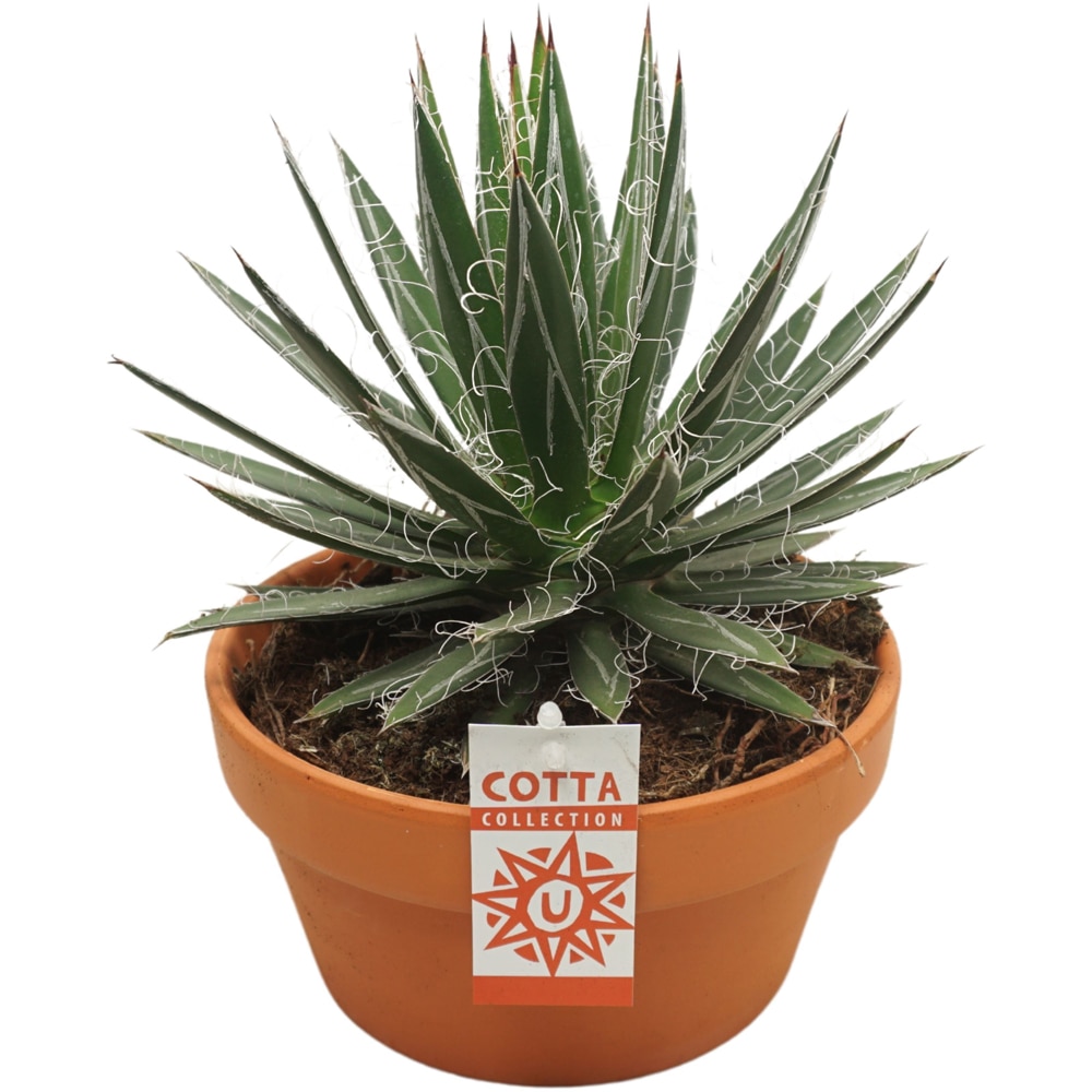 Agave, D 20 cm, H 35 cm