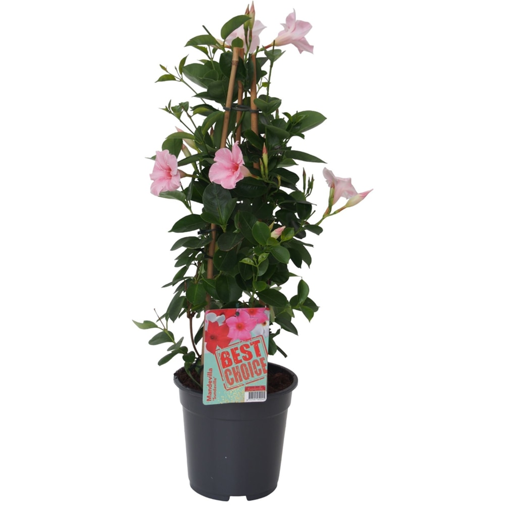 Dipladenia Mandevilla, D 17 cm, H 60 cm