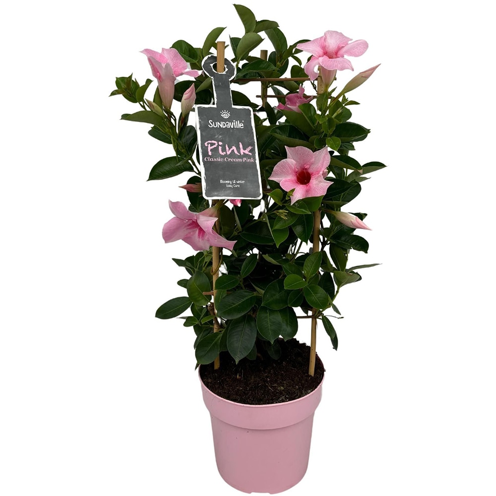 Dipladenia Mandevilla, D 17 cm, H 60 cm