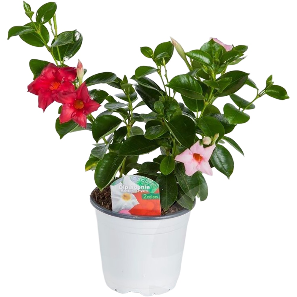 Dipladenia Mandevilla Tricolor, D 14 cm, H 25 cm