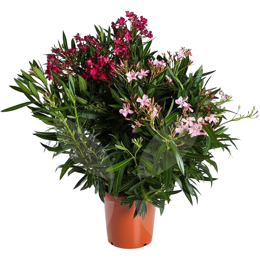 Leandru Nerium Oleander Tricolor, D 25 cm, H 65 cm