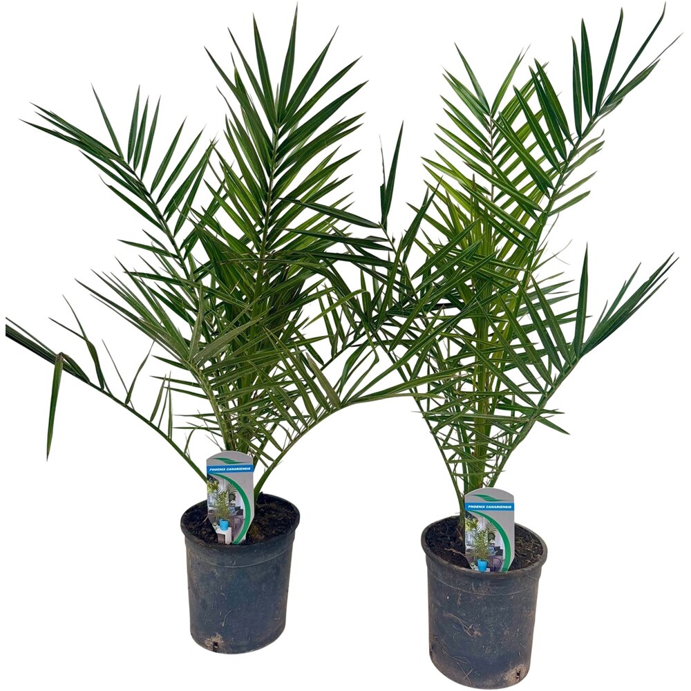 Phoenix Canariensis, D 14 cm, H 80 cm