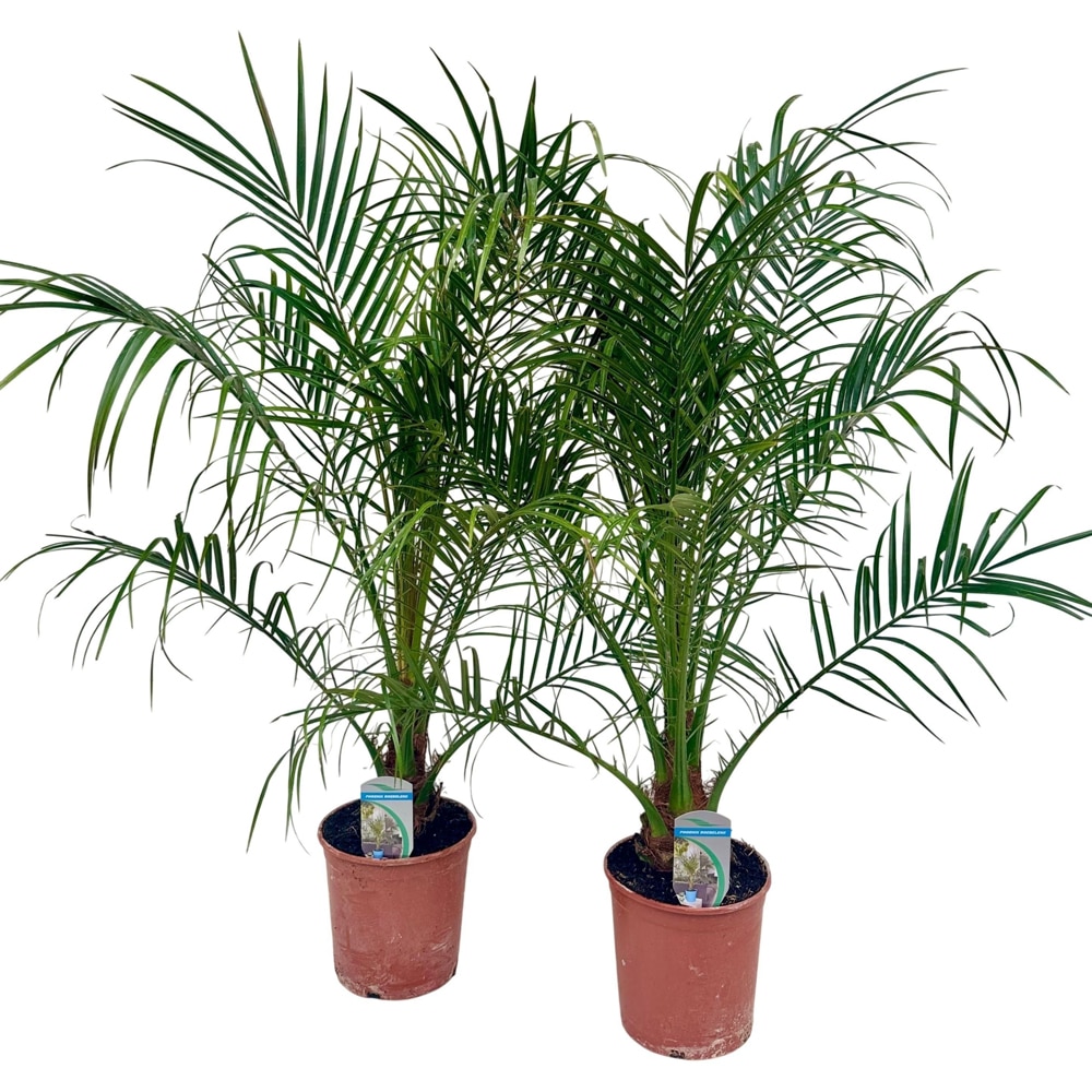 Phoenix Roebelinii, D 17 cm, H 60 cm