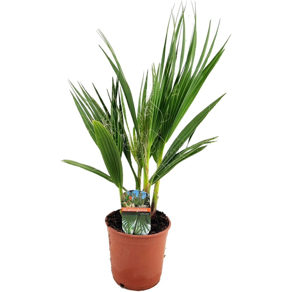 Washingtonia Robusta, D 14 cm, H 60 cm