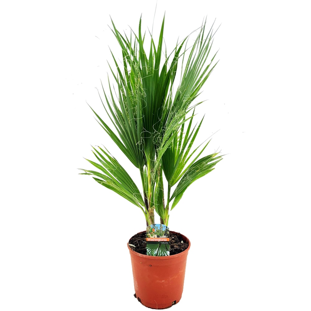 Washingtonia Robusta, D 17 cm, H 80 cm