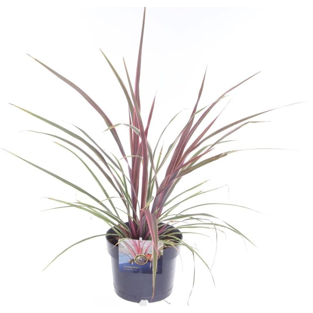 Cordyline Australis Can Can, D 17 cm, H 60 cm