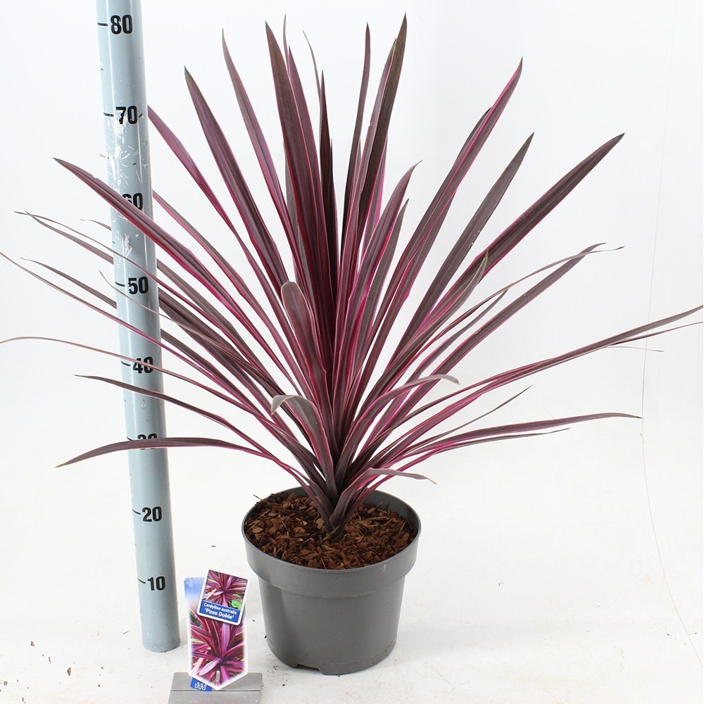 Cordyline Australis Paso Double, D 17 cm, H 60 cm