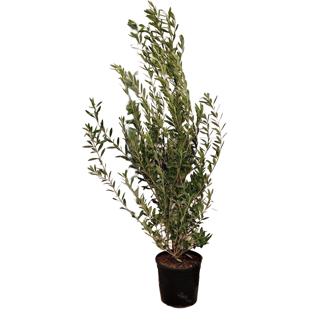 Olea Europaea, D 25 cm, H 100 cm