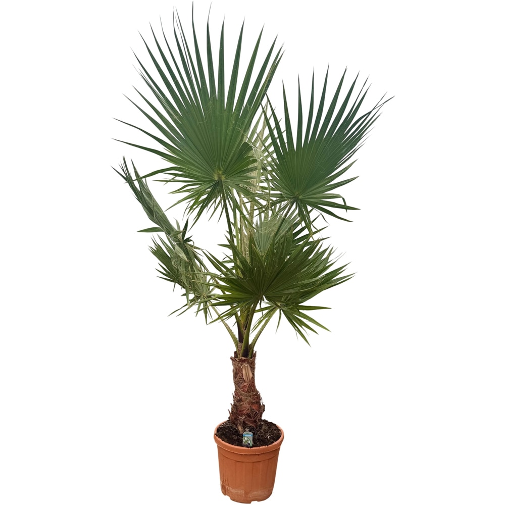 Washingtonia Robusta, D 40 cm, H 220 cm