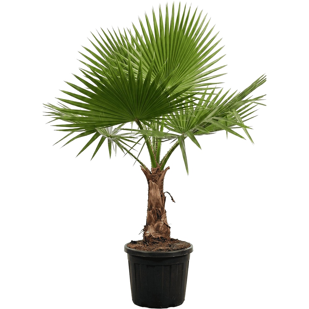 Washingtonia Robusta, D 40 cm, H 200 cm