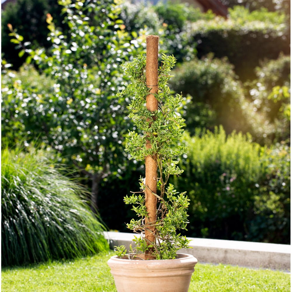  Tutore decorativ cocos, 60 cm