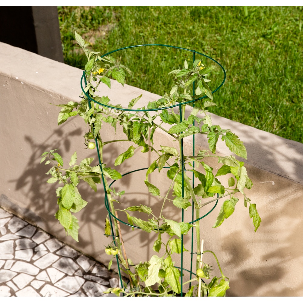 Spalier rotund pentru tomate, otel, 30 x 80 cm