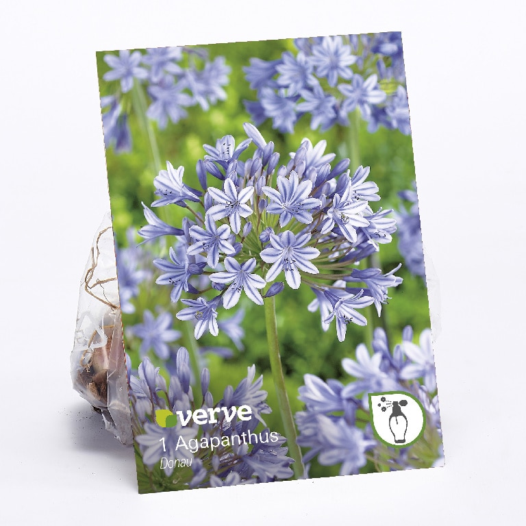 Bulbi Agapanthus  Verve