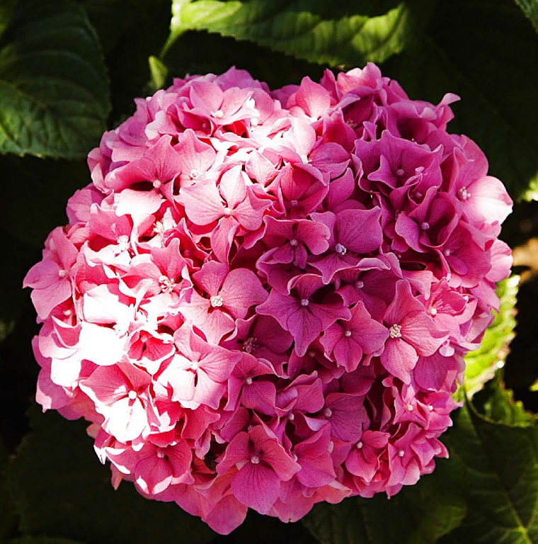 Hortensie Roz 19Cm