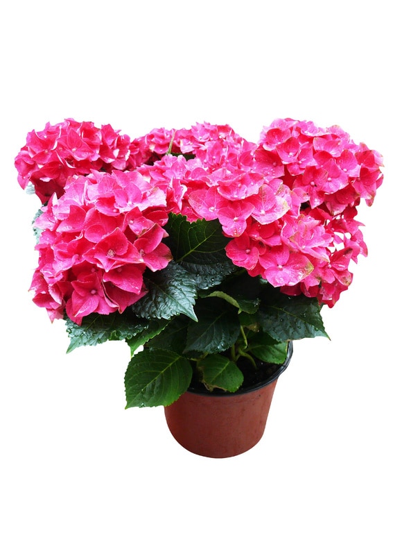 Hortensie Roz 19Cm