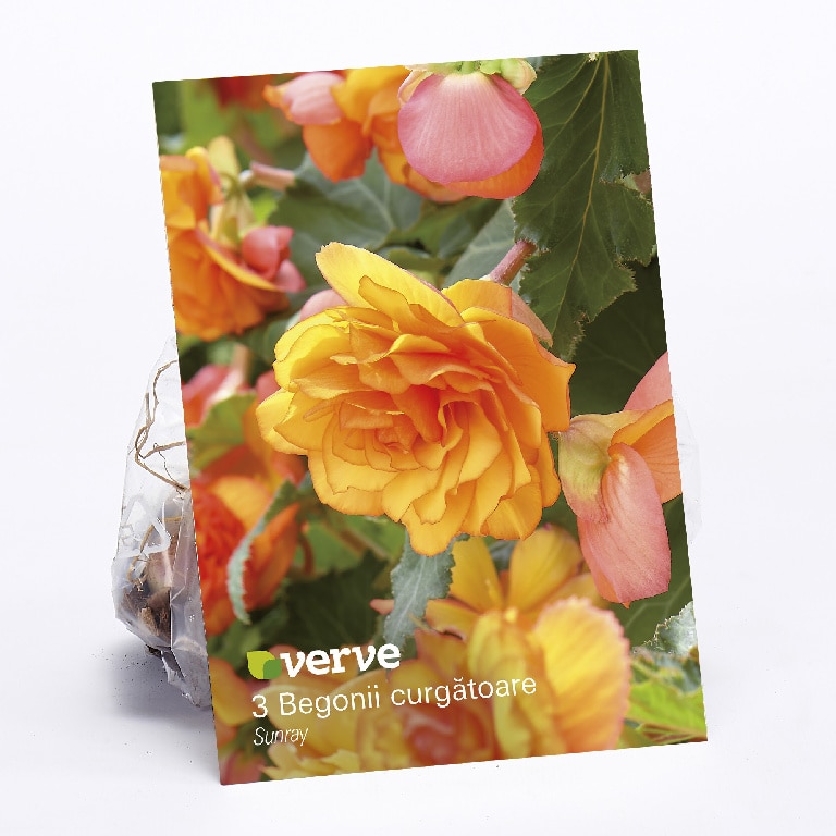Bulbi, begonie curgatoare, 3 bucati  Verve