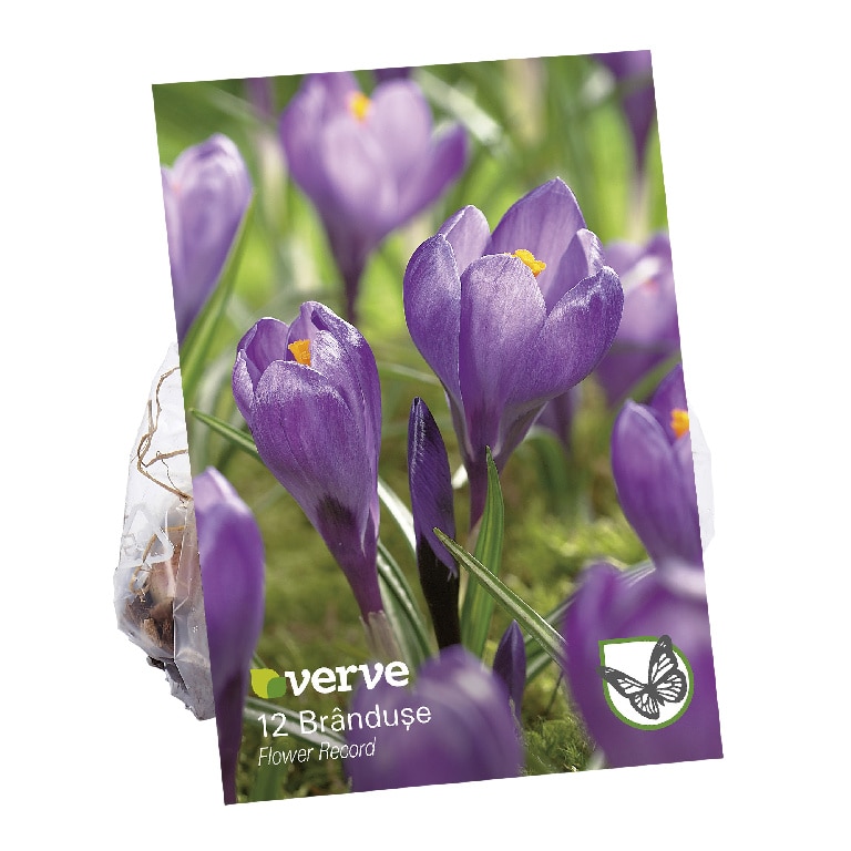 Bulbi VERVE Crocus Record, mov