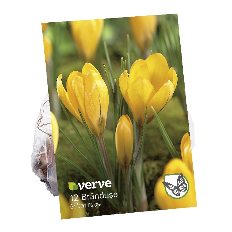 Bulbi VERVE Crocus, galben