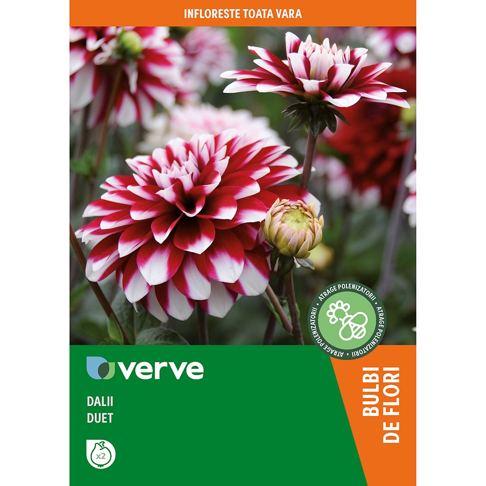 Bulbi Dahlias Duet VERVE