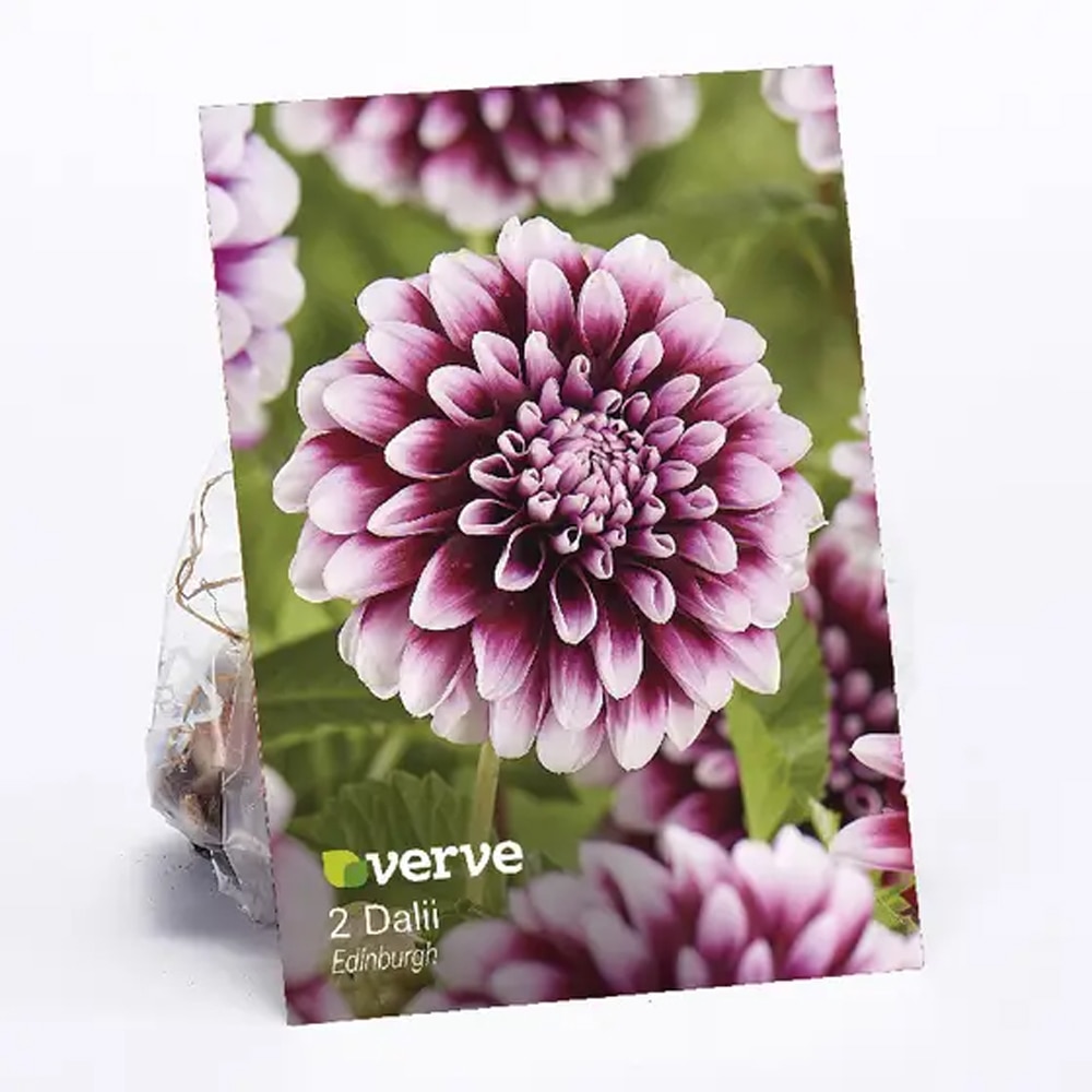 Bulbi Dahlias Edinburgh, mov