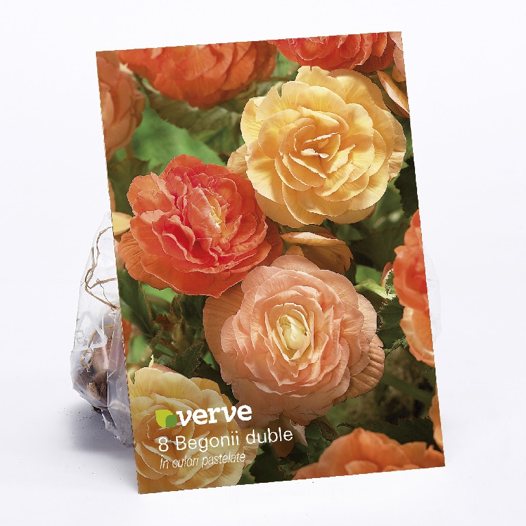 Bulbi begonie dubla, culori pastelate  Verve