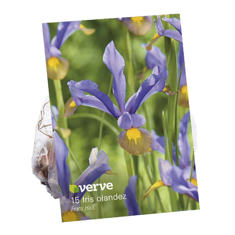 Bulbi iris frans hal