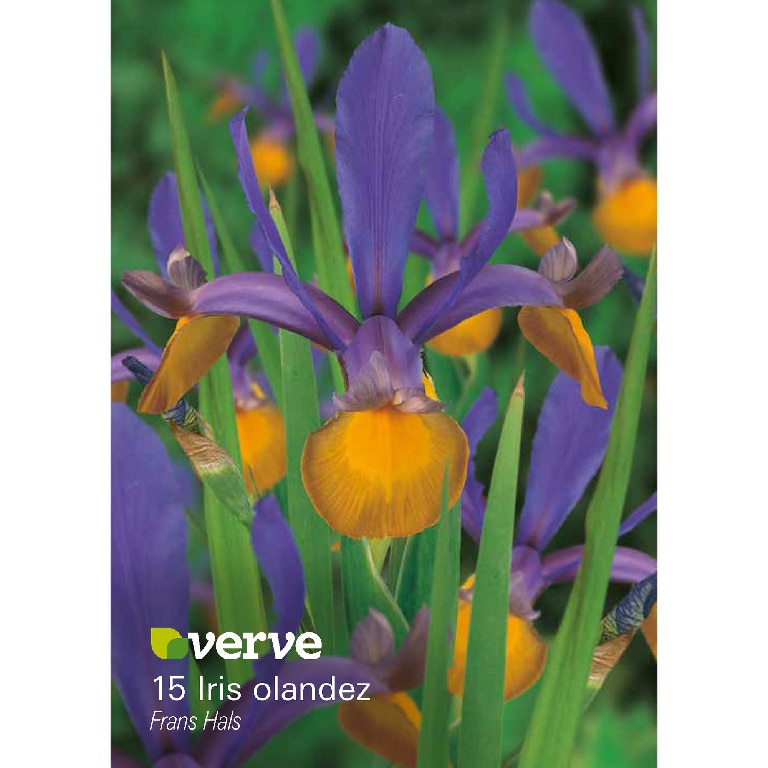 Bulbi iris frans hal