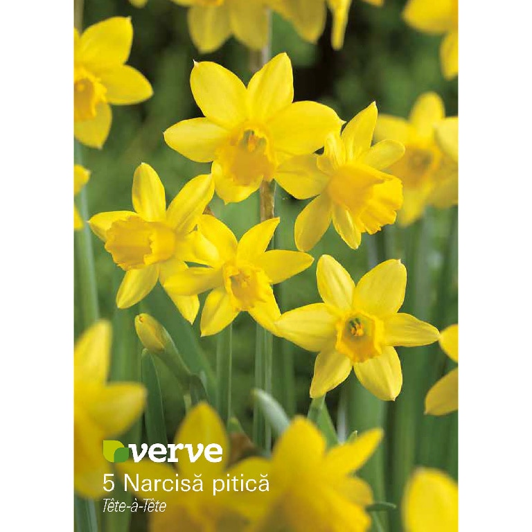 Bulbi VERVE Narcisa Tete a Tete, galben