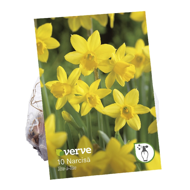 Bulbi VERVE Narcisa Tete a Tete, galben