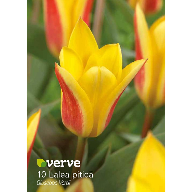 Bulbi VERVE Lalea Giusepppe Verdi, galben