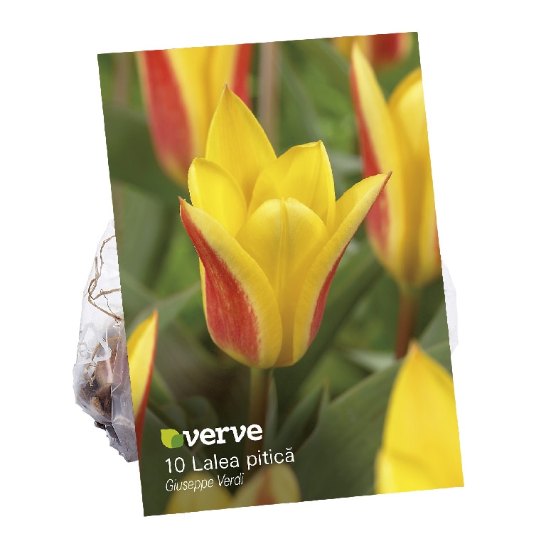 Bulbi VERVE Lalea Giusepppe Verdi, galben