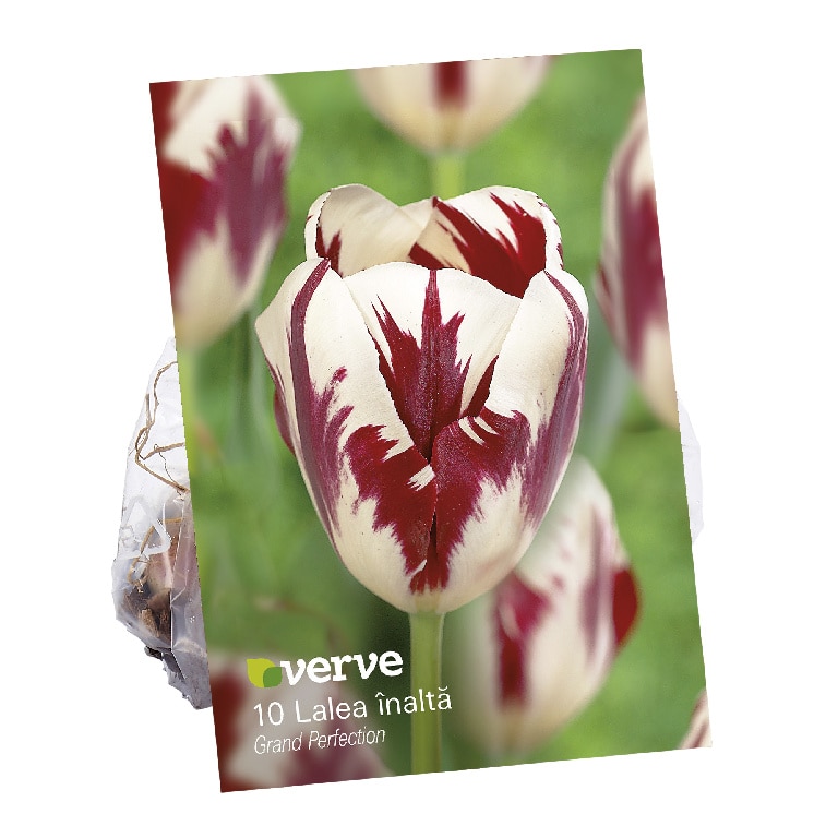 Bulbi VERVE Lalea, mov