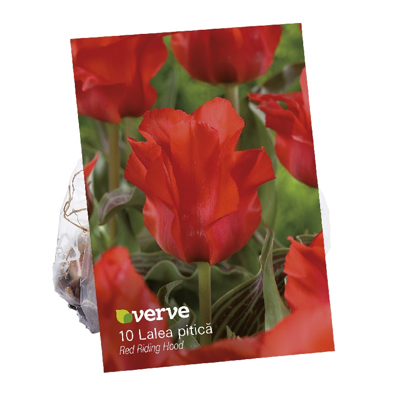 Bulbi VERVE Lalea, rosu