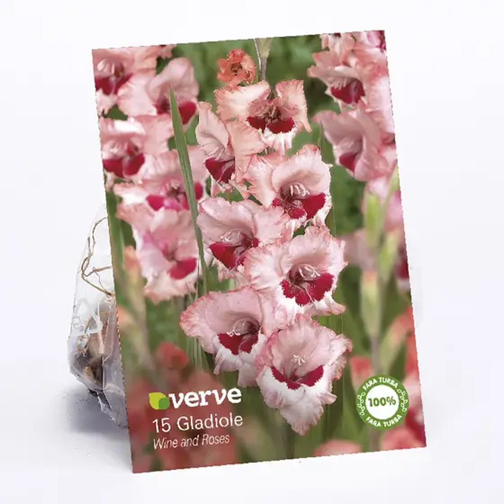 Bulbi Gladiola VERVE, roz si rosu