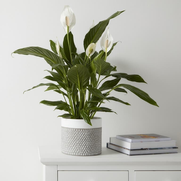 Ghiveci rotund GOODHOME, argila, 19.2 cm, gri