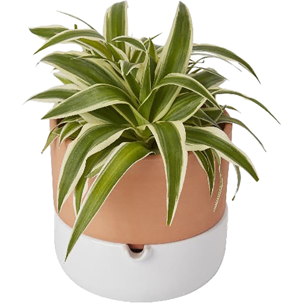 Ghiveci rotund GOODHOME, teracota, 16.1 cm, maro/alb