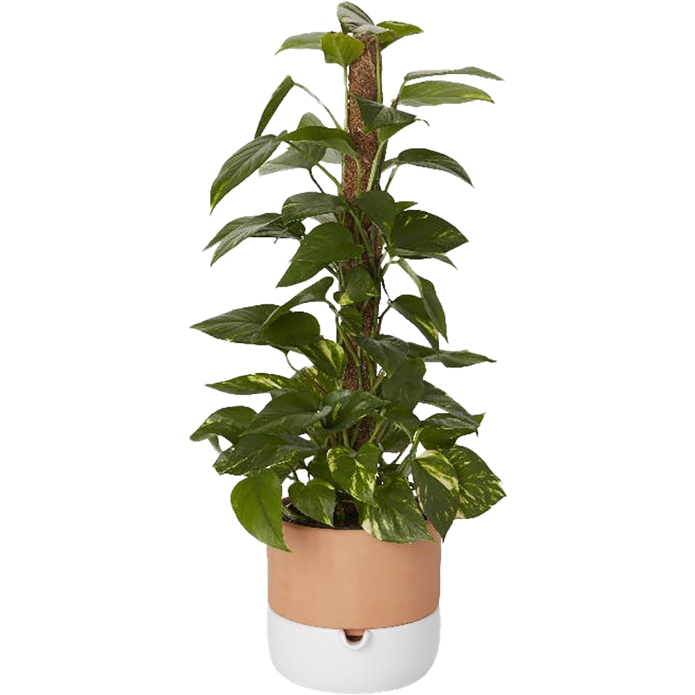 Ghiveci rotund GOODHOME, teracota, 22.8 cm, maro/alb