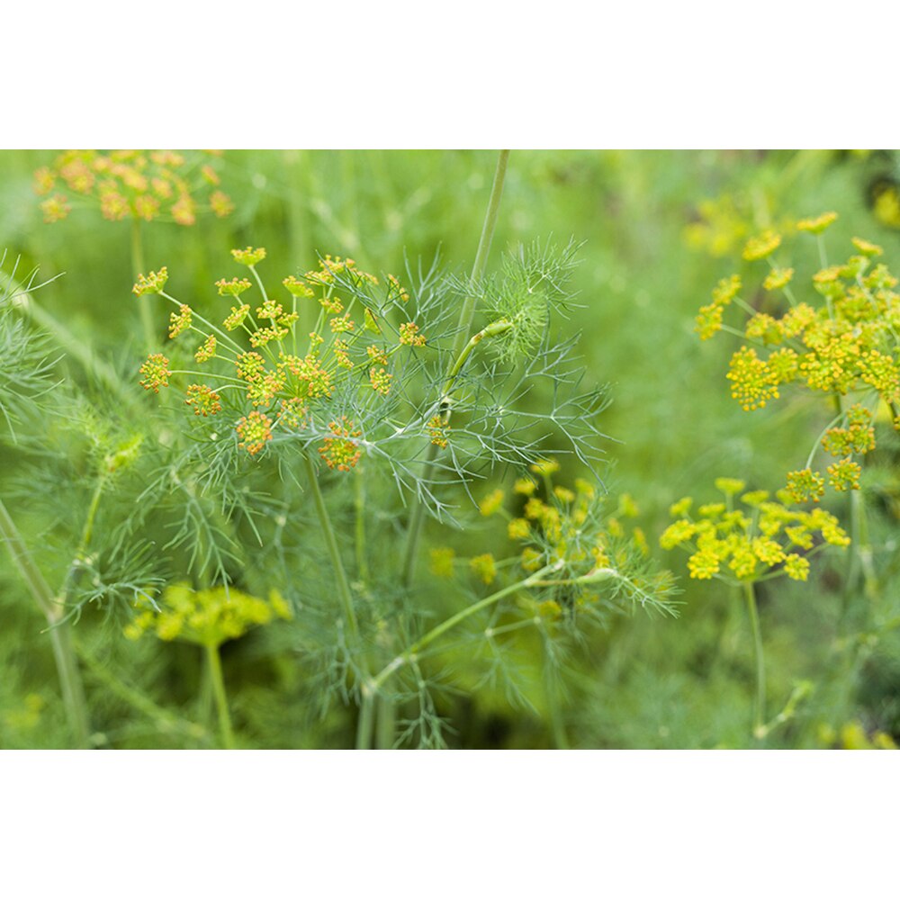 Seminte plante aromatice marar HOBBY