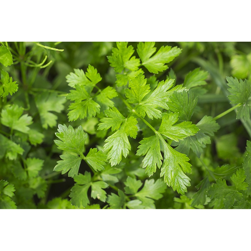 Seminte plante aromatice patrunjel Felhosszu HOBBY