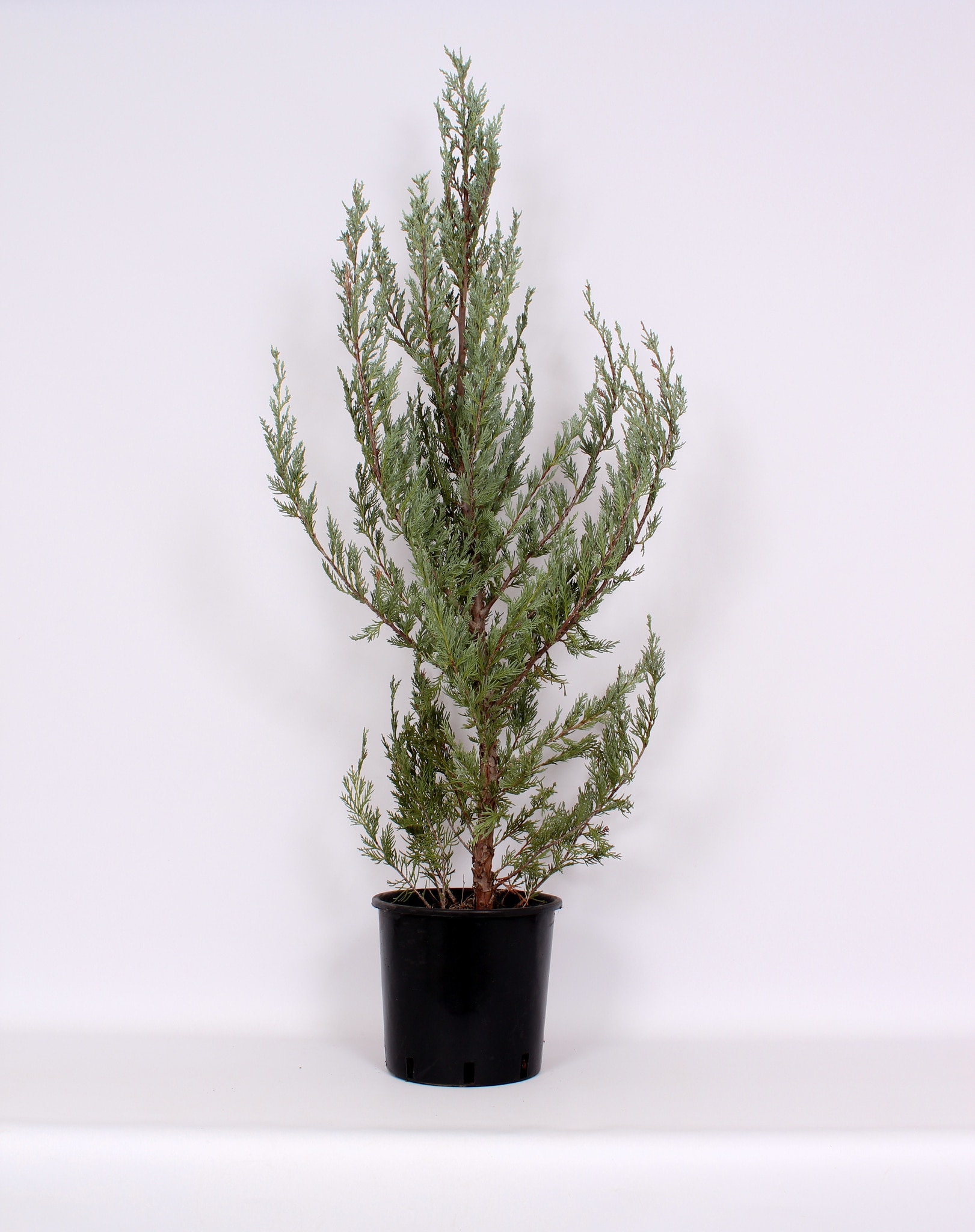 Juniperus Moonglow 7L