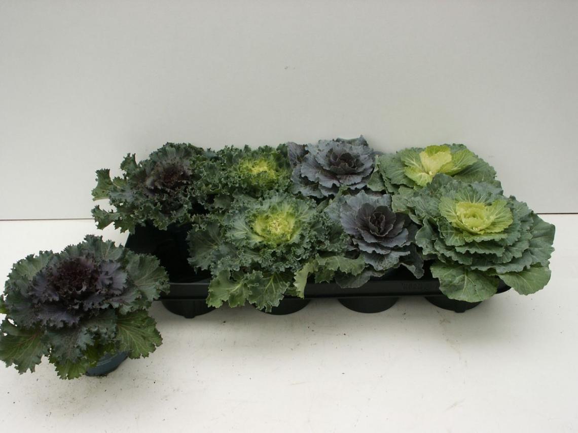 Brassica 10.5 cm