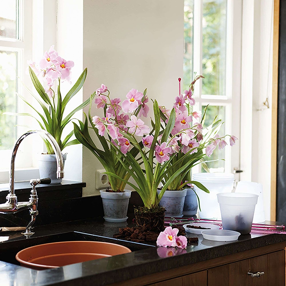 Farfurie ghiveci rotunda, plastic, 14 cm, transparent