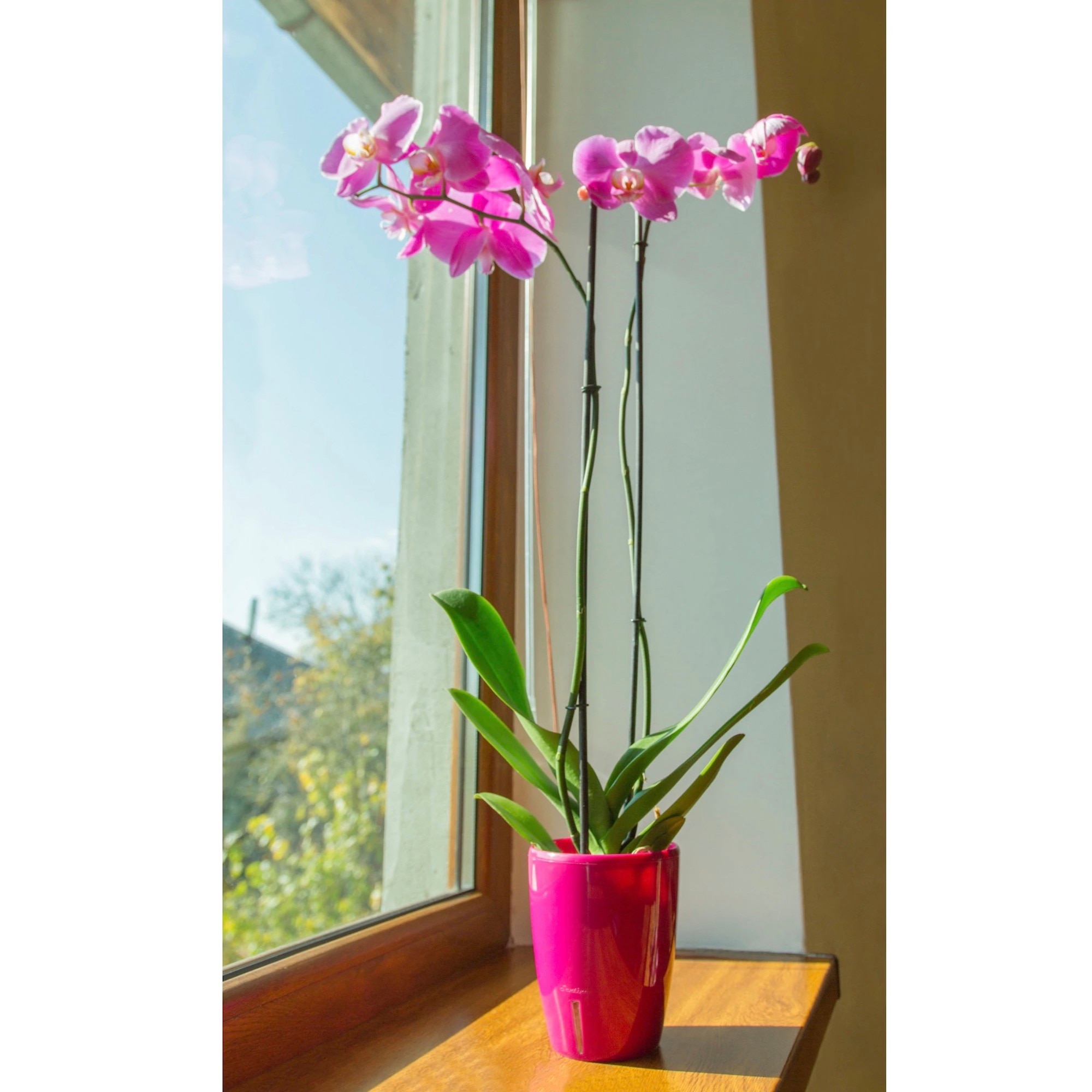 Ghiveci orhidee, conic mov, 15 cm  Orchidea Twin