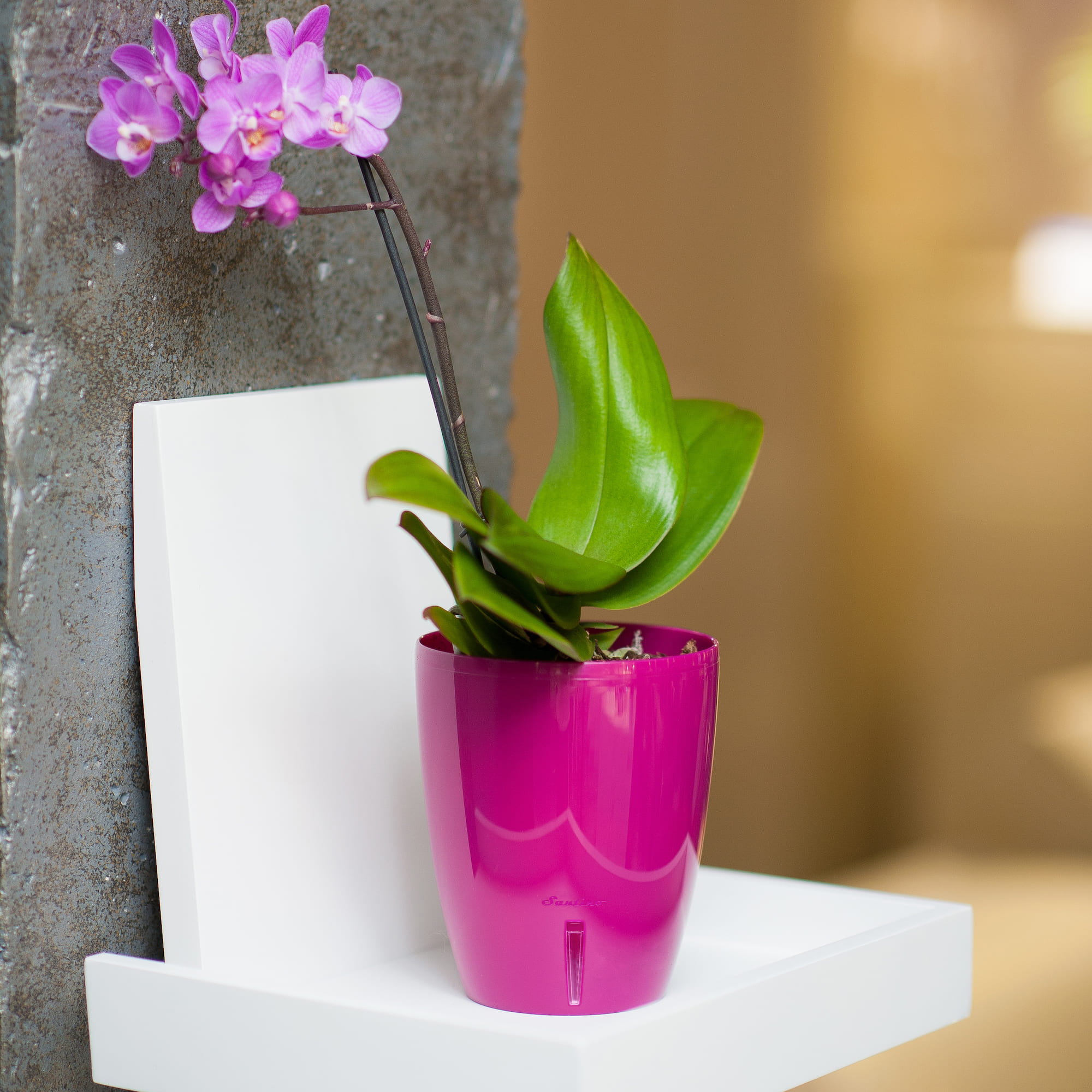 Ghiveci orhidee, conic mov, 15 cm  Orchidea Twin
