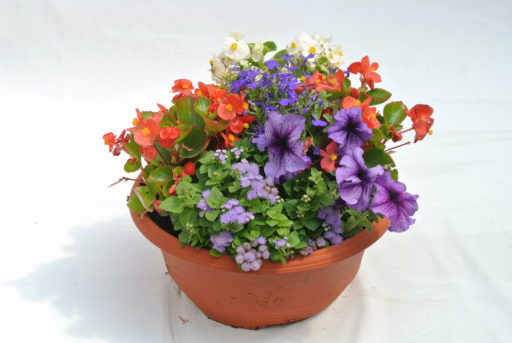 Plante anuale, in ghiveci, 30 cm