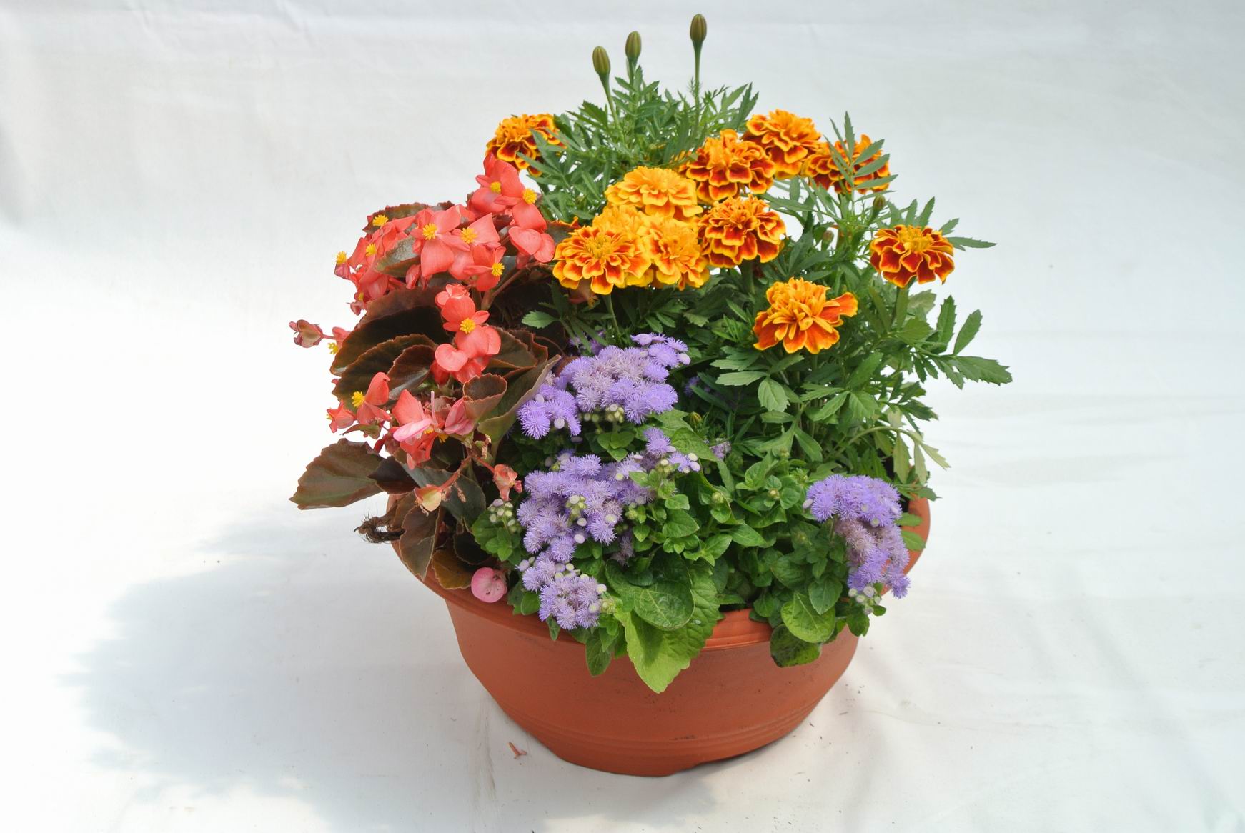 Plante anuale, in ghiveci, 30 cm