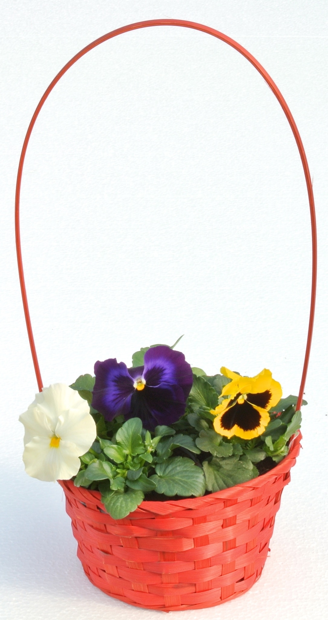 Aranjament Cos 3 Viola